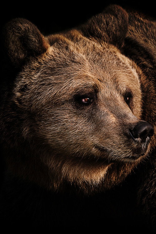 Póster oficial de Grizzly Uprising (2016) - Documentary