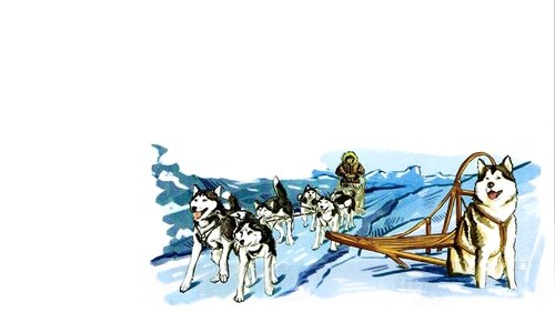 Alaskan Sled Dog Alaskan Sled Dog