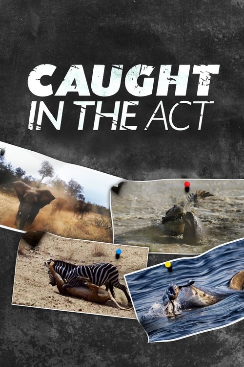Caught in the Act cover