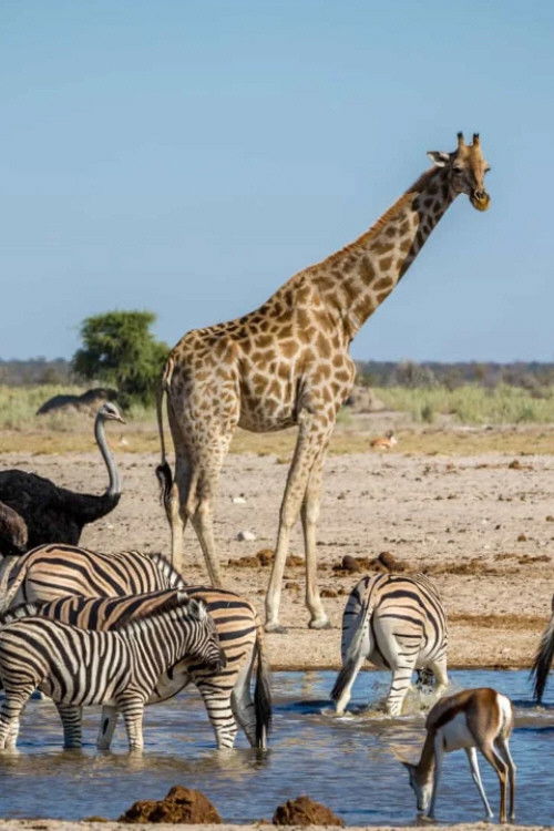 Wild Moments (2018) poster