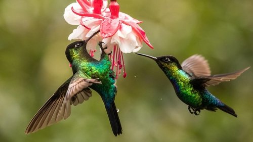 The Hummingbird Effect