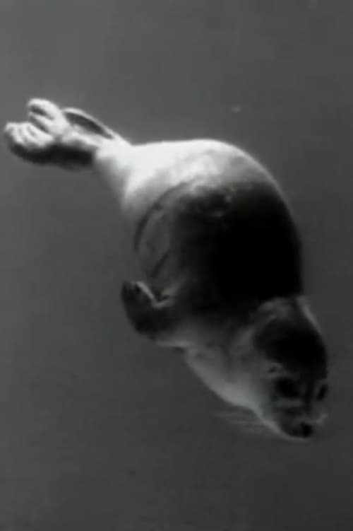 Phoca vitulina - Schwimmen und Tauchen (1955)