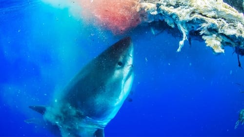 世上最大大白鲨：夏威夷探险