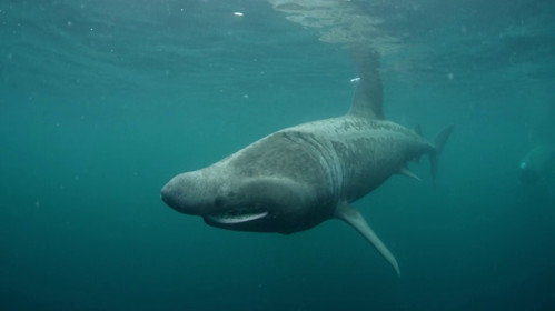 Ireland's Deep Atlantic