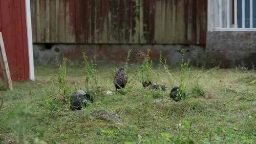 Image de l'épisode 14