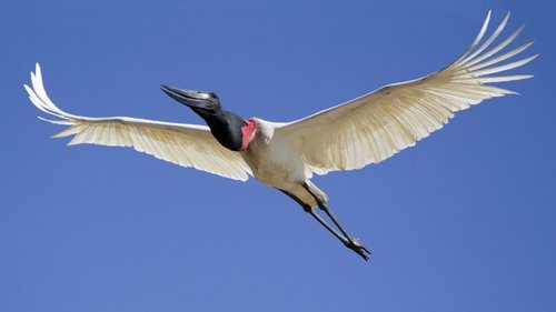 Secrets of Our Living Planet