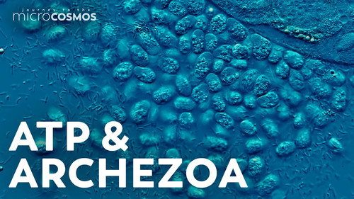 Is the Mitochondria Always the Powerhouse of the Cell?