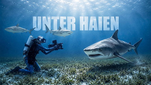 Among Sharks