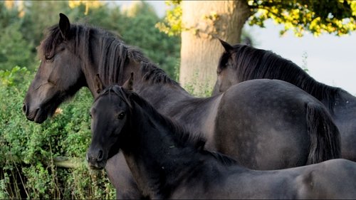 Poster della serie Free Rein