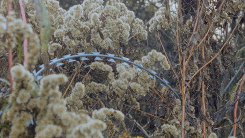 Newsreel 670 – Red Forests