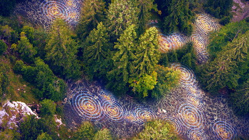 Terra X - Unsere Wälder Backdrop Blur