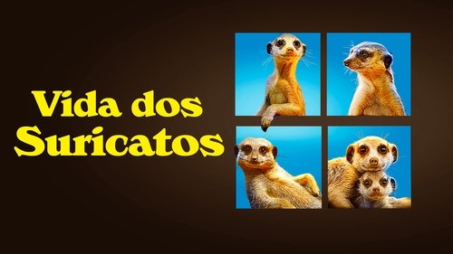 Meet The Meerkats
