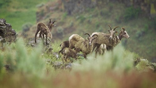 Wild & Wool image 3