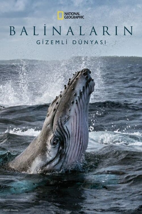 Balinaların Gizemli Dünyası ( Secrets of the Whales )