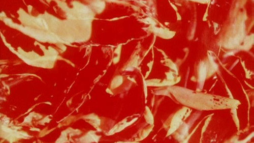 Bark-Rind still