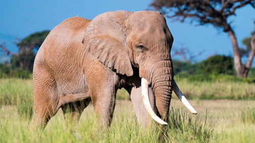 L'âge d'or des animaux — Fundos 1