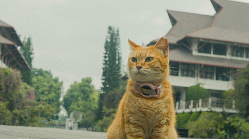 Meong! Backdrop Blur