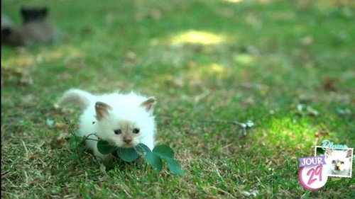 Bébés chats - Les 100 premiers jours de leur vie Backdrop Blur