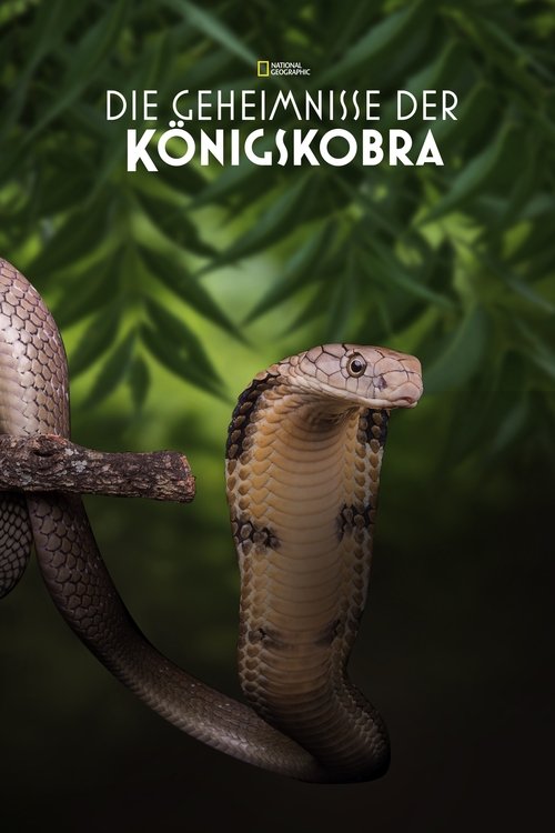 Secrets of the King Cobra poster