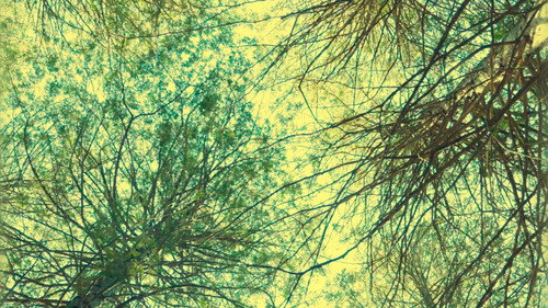 Cold Days From the Treetops — Fondos 5