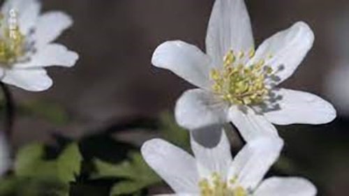 La forêt enchantée