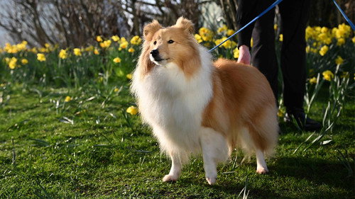 2026 Day 4 - Part 2 | Best in Show