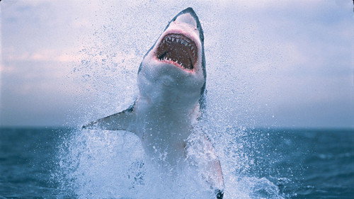 Shark Kill Zone: The Hunt Backdrop Blur