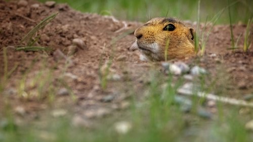 Prairie Dog Manor