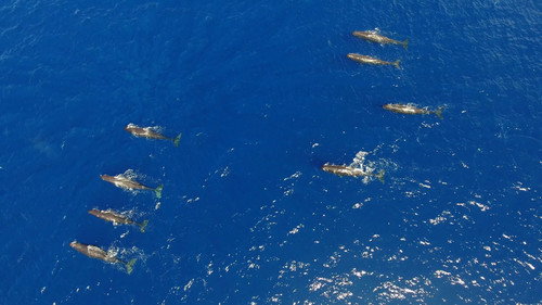 Song of the Sperm Whale