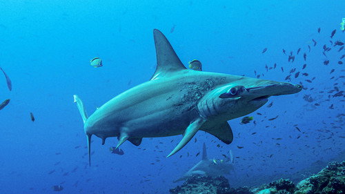 Shark Side of the Moon