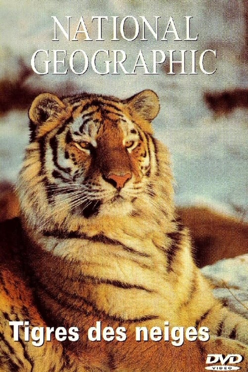 Tigres de Siberia 1997