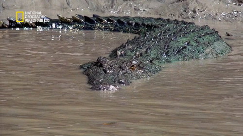 Apocalipse Crocodiliano
