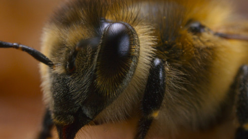 Segredos das Abelhas: 1×2