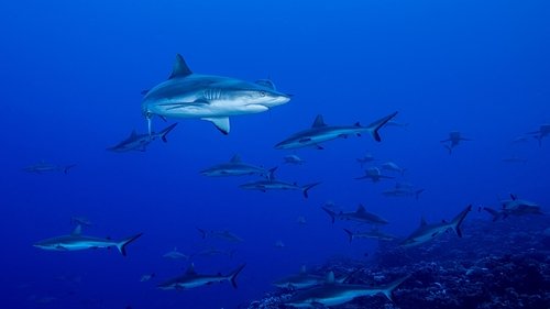 Shark Swarm