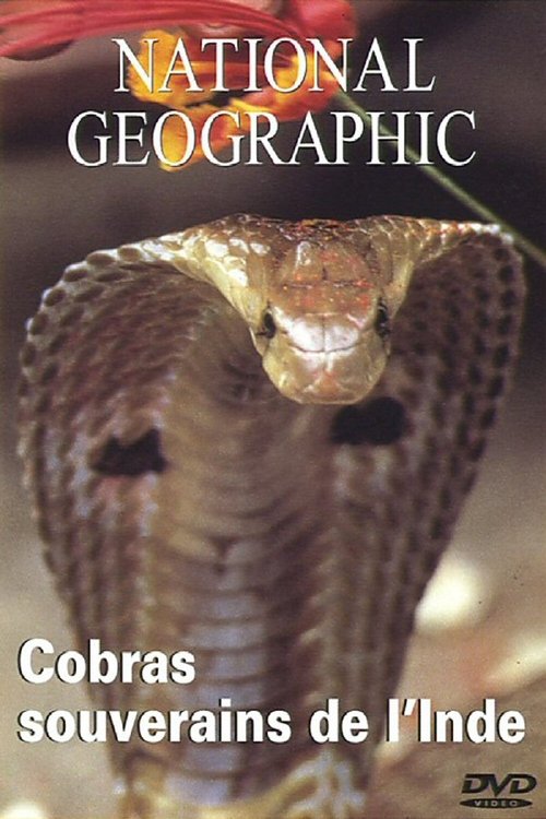 National Geographic : Cobras souverains de l'inde movie poster player