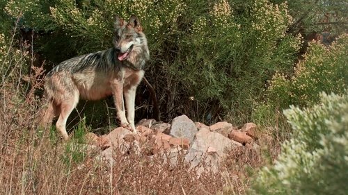 Lobo Mexicano image 2