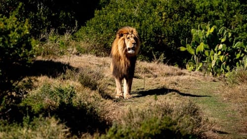 Poster della serie Wie is de Mol?