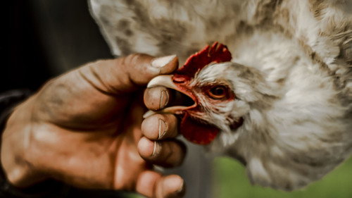 Gallinas Backdrop Blur