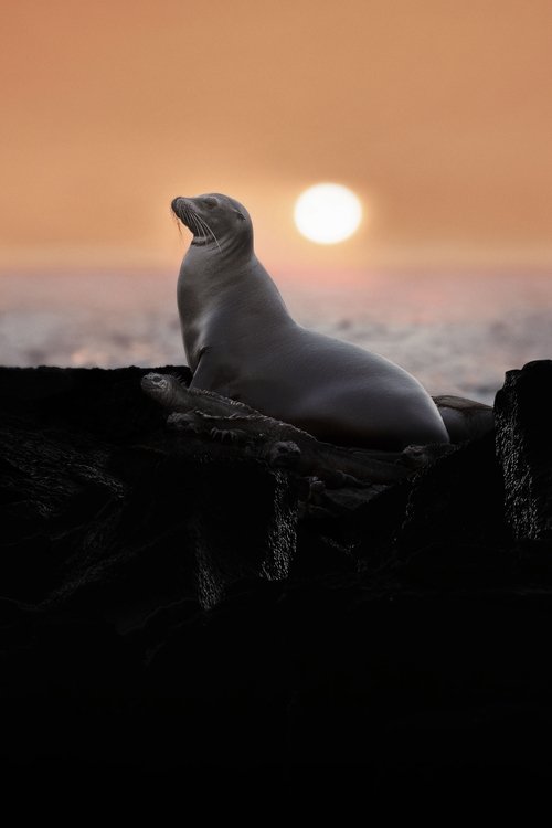 Seelöwen auf Galapagos