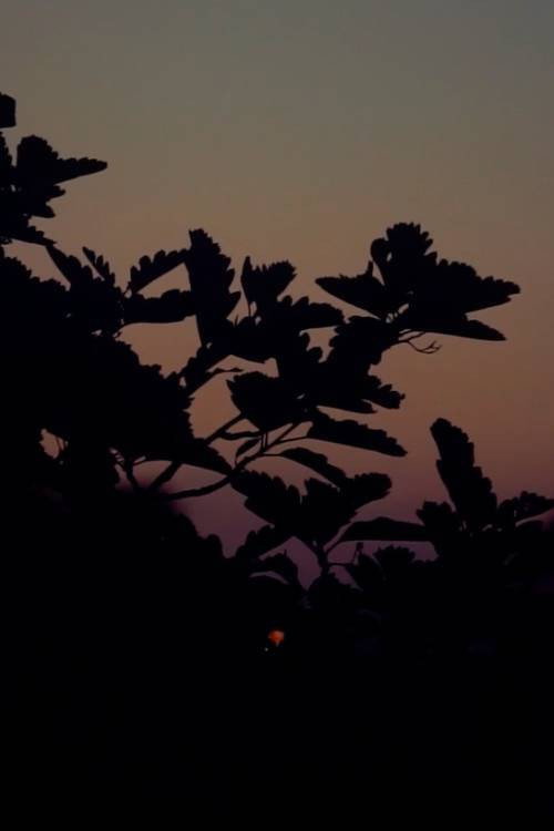 Постер до фільму «Sunset(for Eli)»