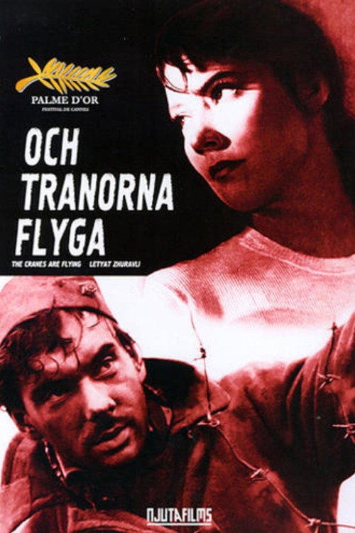 Och tranorna flyga