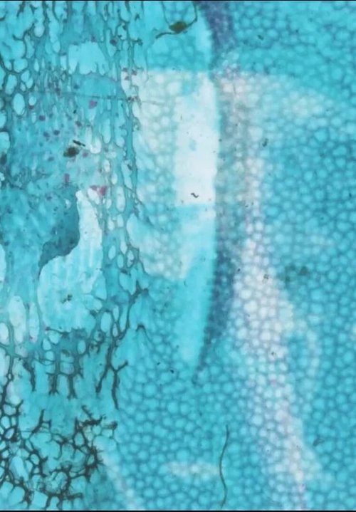 Diane (wrapped in plastic)