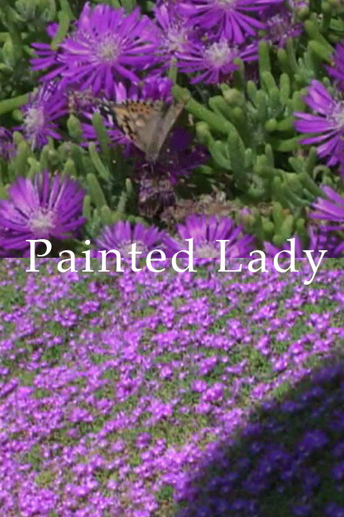 Painted Lady