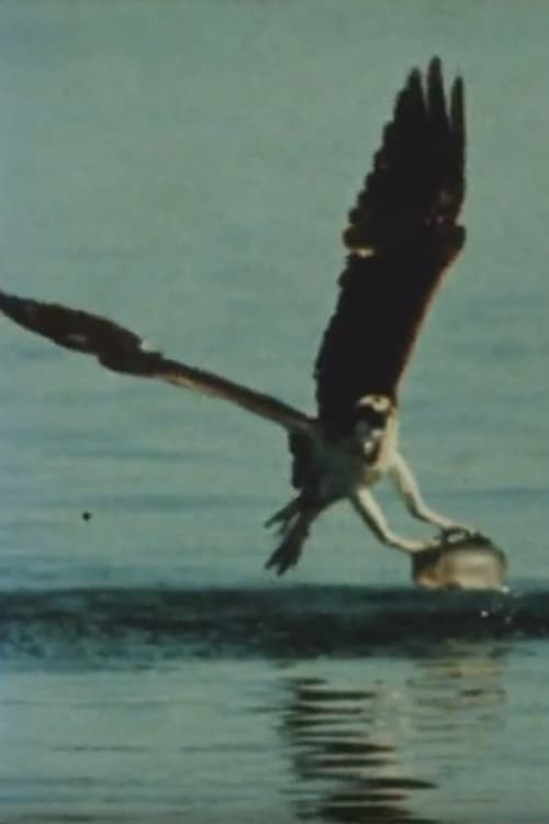 Beutefang des Fischadlers (1980)