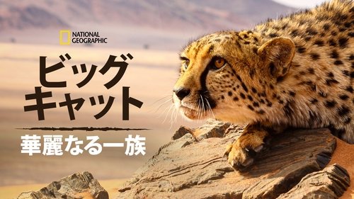 Big Cats: An Amazing Animal Family