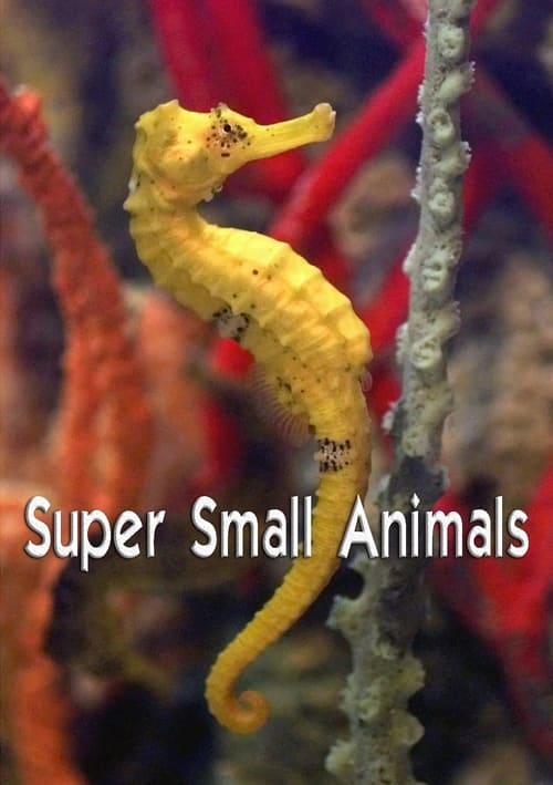 Super Small Animals (2017) poster