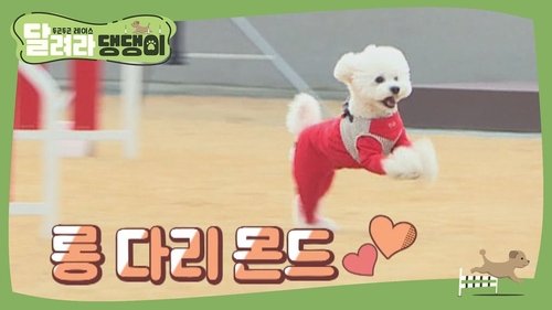 달려라 댕댕이