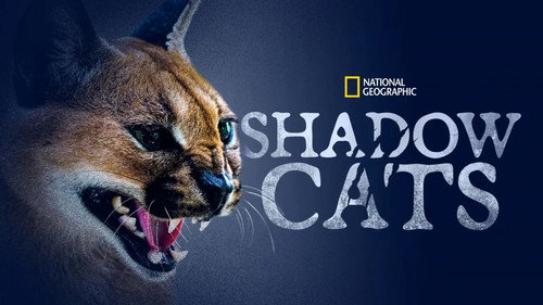 Shadow Cats Backdrop Blur