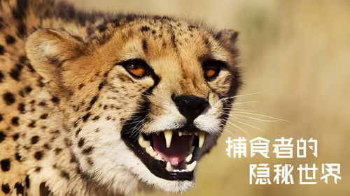 捕食者的隐秘世界