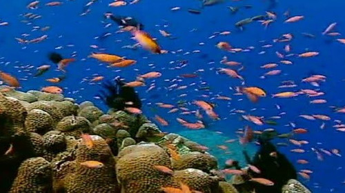 The Mystery of Sulawesi